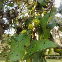 Terminalia anogeissiana Gere & Boatwr.